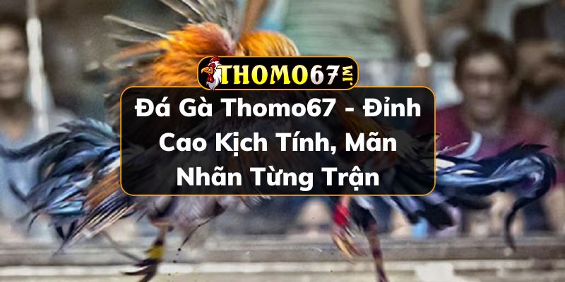 Đá gà Thomo67