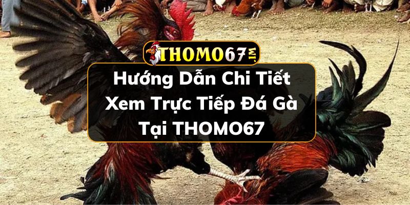 trực tiếp đá gà