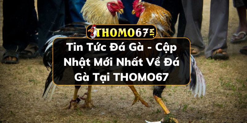 Tin tức đá gà