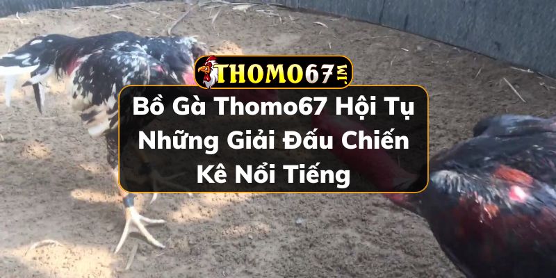 Bồ gà Thomo67