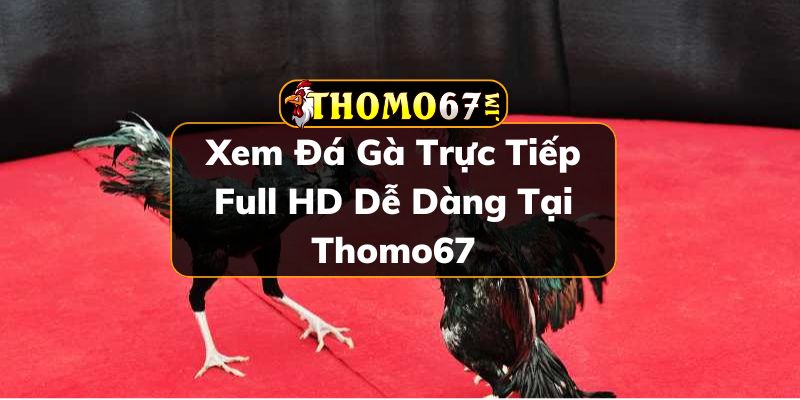 Đá gà trực tiếp