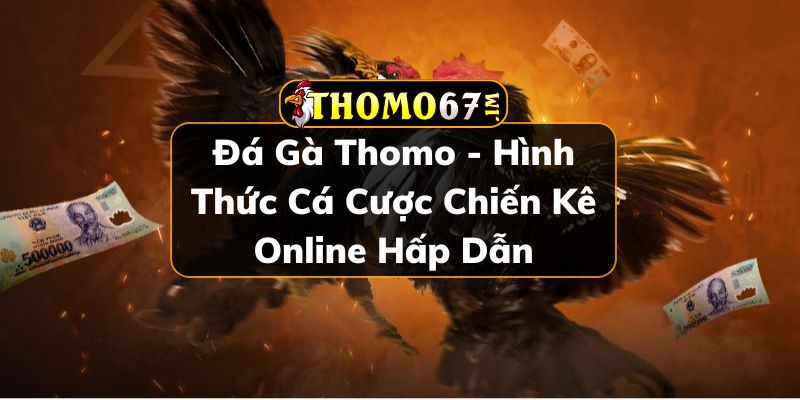 Đá gà Thomo