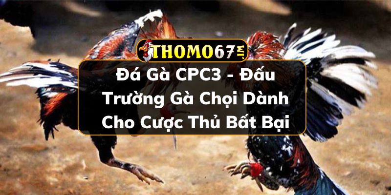 Đá gà CPC3